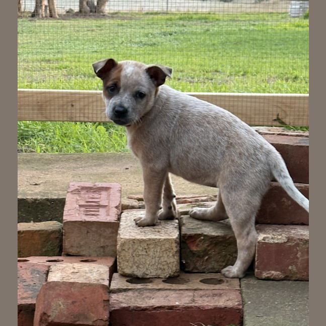 Photo of Rumba