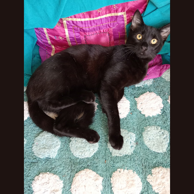 Photo of Nehira