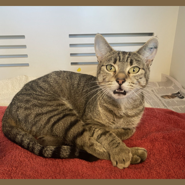 Photo of Stripes