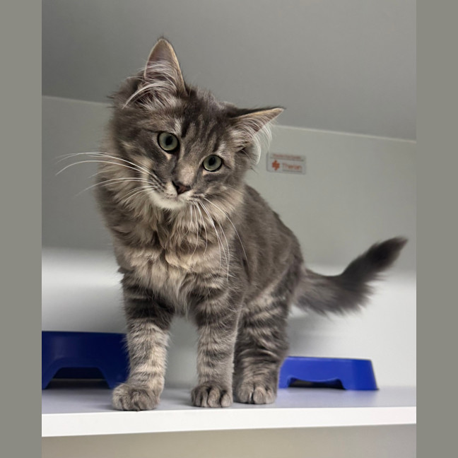 Photo of Fergus