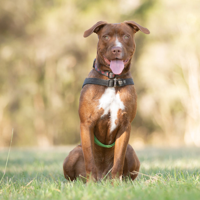 Photo of Daisy