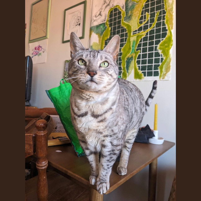 Photo of Maebe   In Foster Care In Thornbury