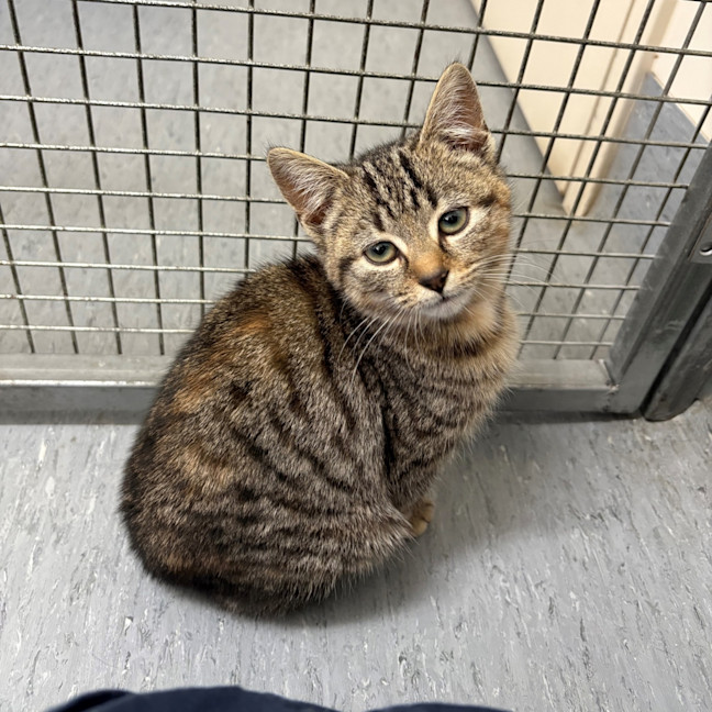 Photo of Chimichurri