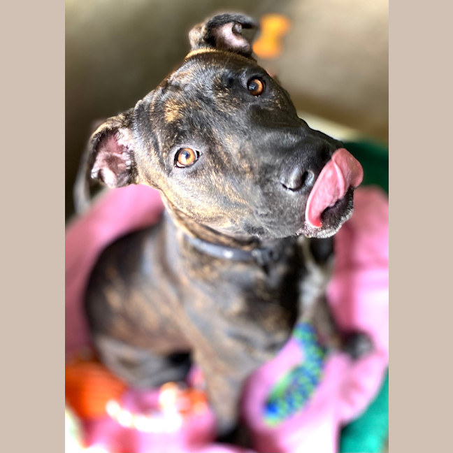 Photo of Tilly Love Bug