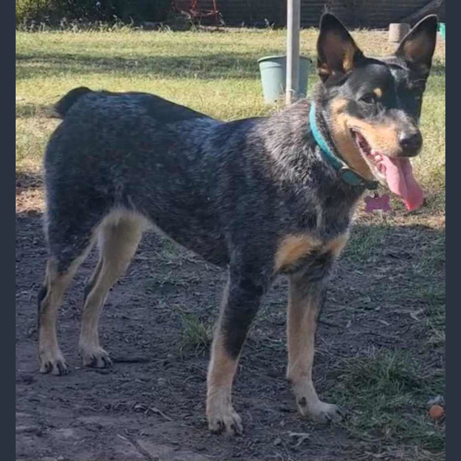 Photo of Sapphire