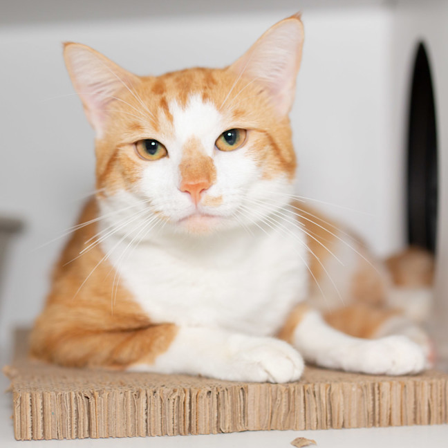 Photo of Ziggy