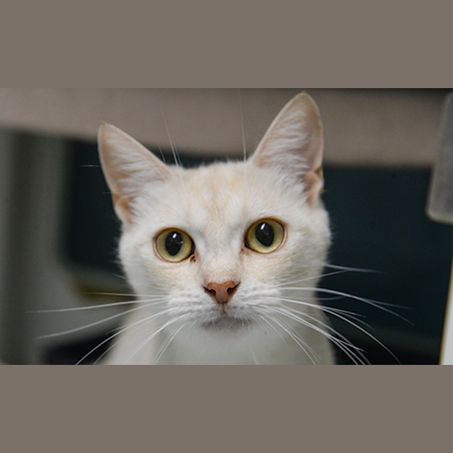 Photo of Minka