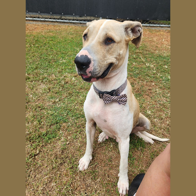 Photo of Bella (Shela)