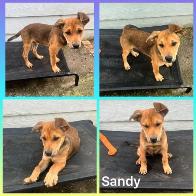 Photo of Sandy