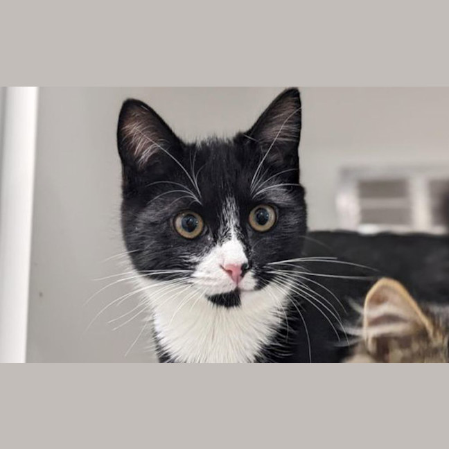 Photo of Peach