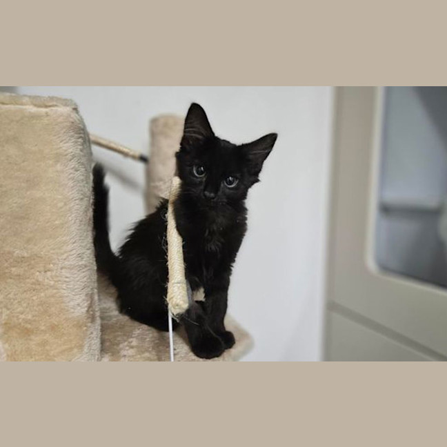 Photo of Lucky