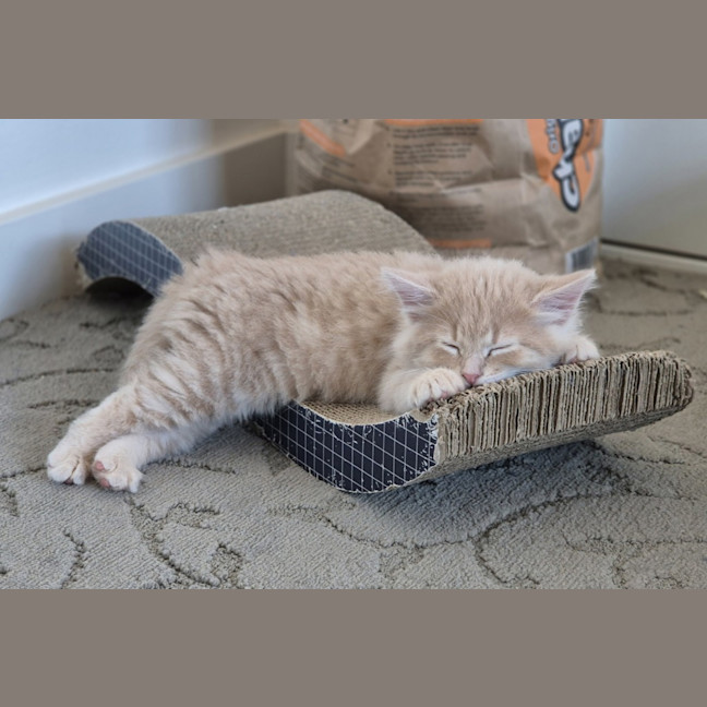 Photo of Gingie Bread