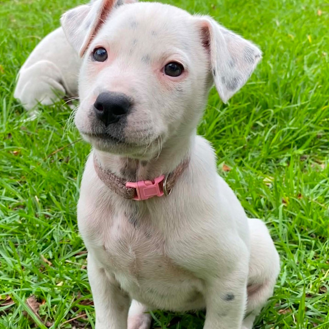 Photo of Stella