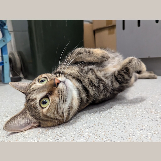 Photo of Luna