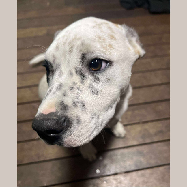 Photo of Patch