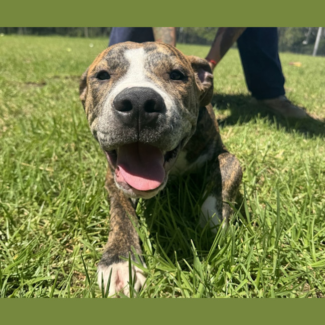 Photo of Hansel Imp 353