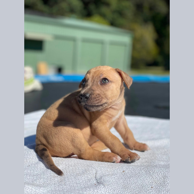 Photo of Fawn