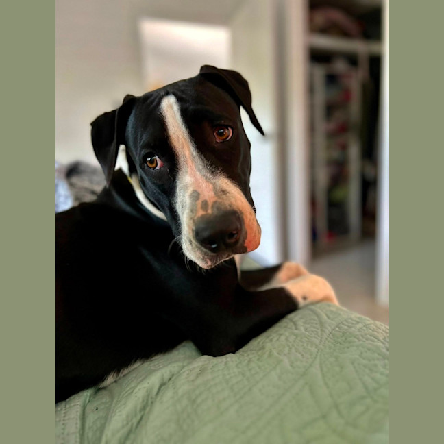 Photo of Bronte