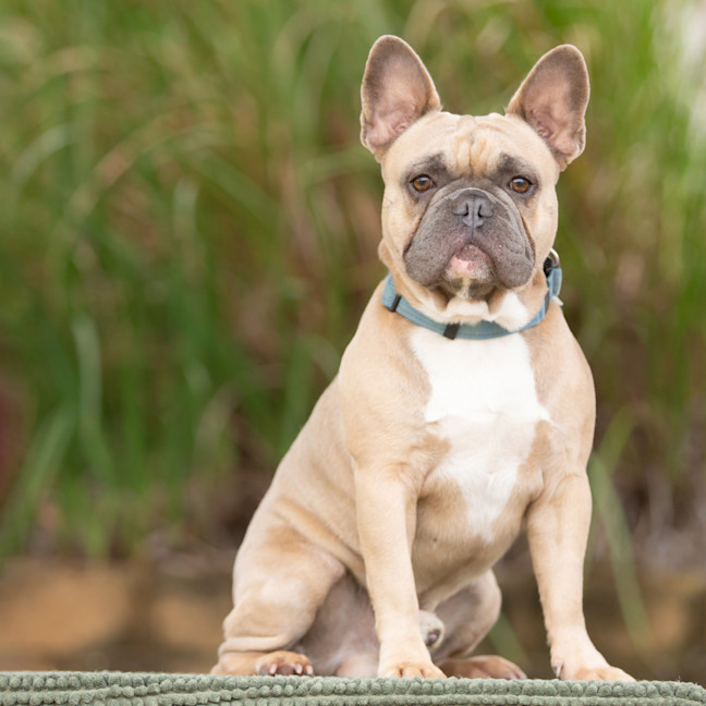 Photo of Hugo