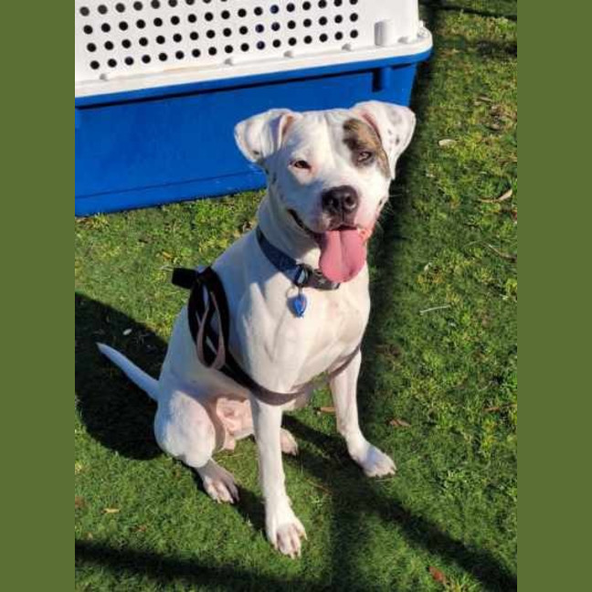 Photo of Pirate