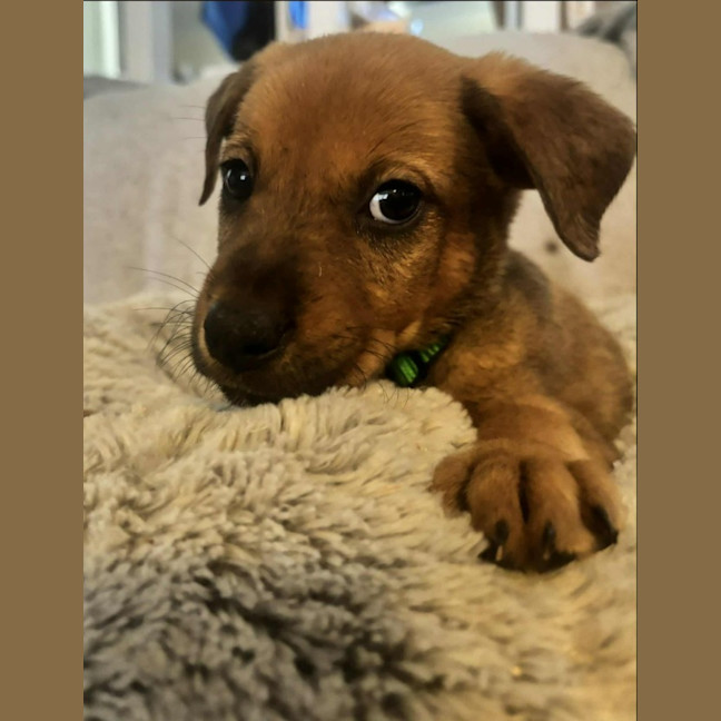 Photo of Herbie (P20)