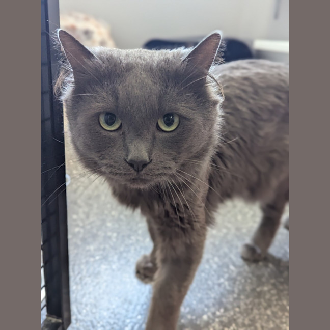 Photo of Tipsington And Tabbington