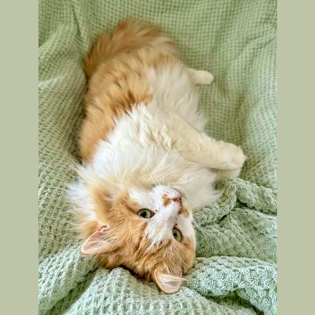 Photo of Nacho