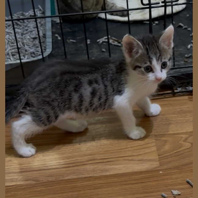 Photo of Meowtallica