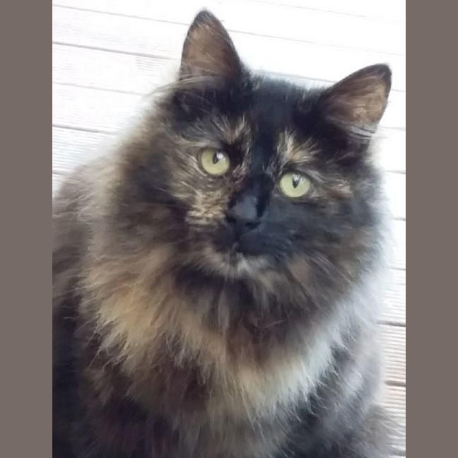 Photo of Tina **2nd Chance Cat Rescue**