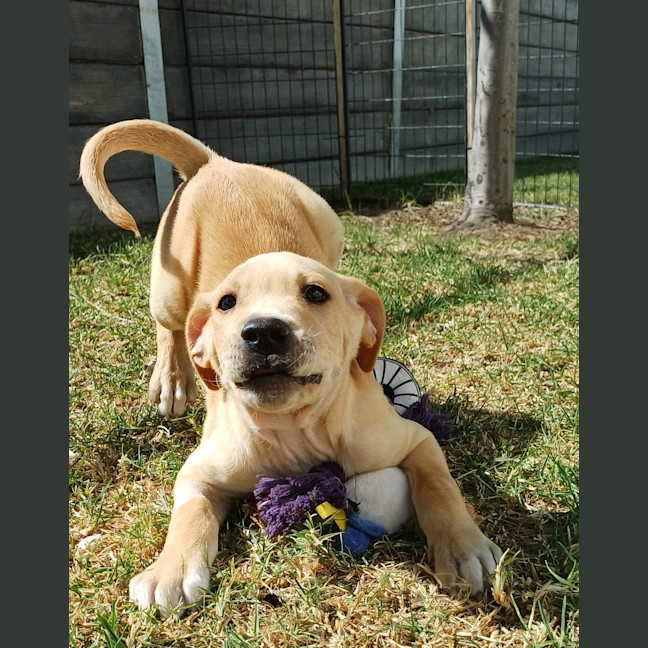 Photo of Ollie (Yellow Collar)