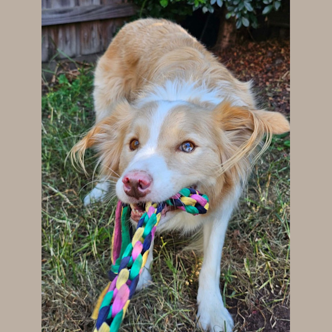 Photo of Lucky