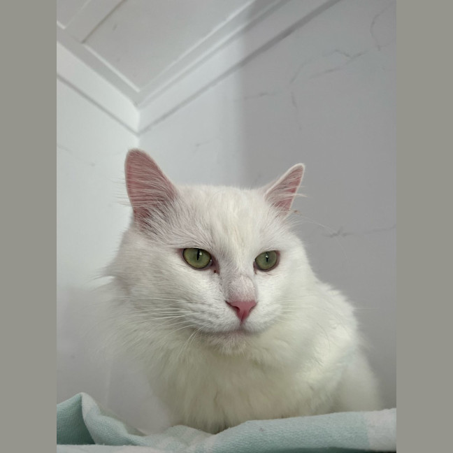 Photo of Winston