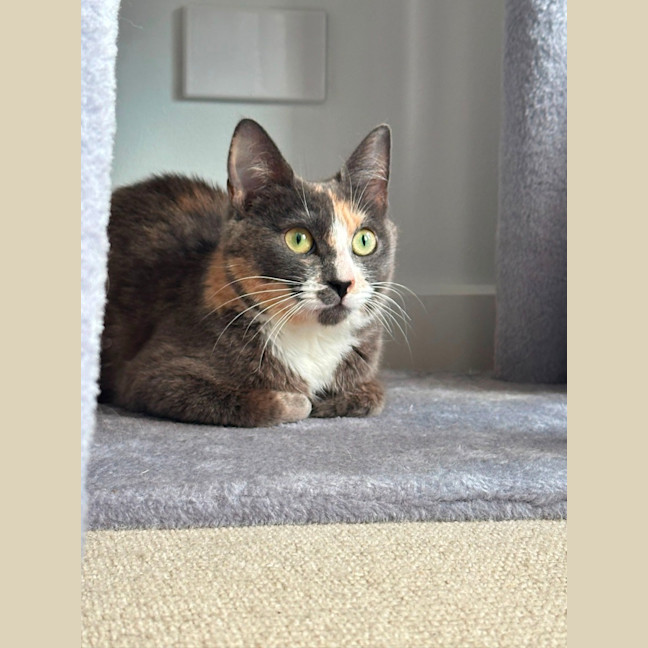 Photo of Misty 