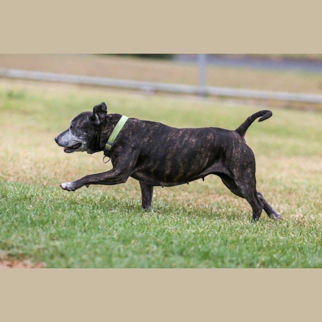 Photo of Delilah