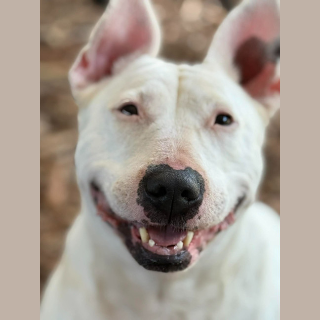 Photo of Stella