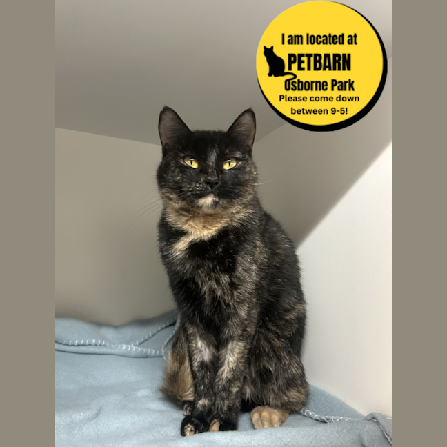 Photo of Calypso