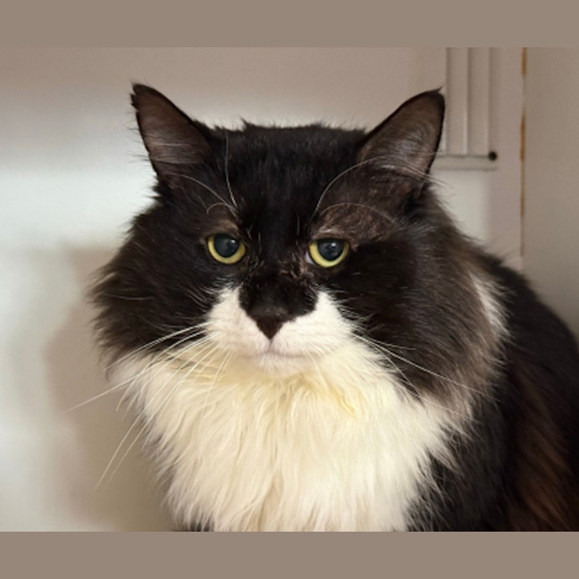 Photo of Bobo 