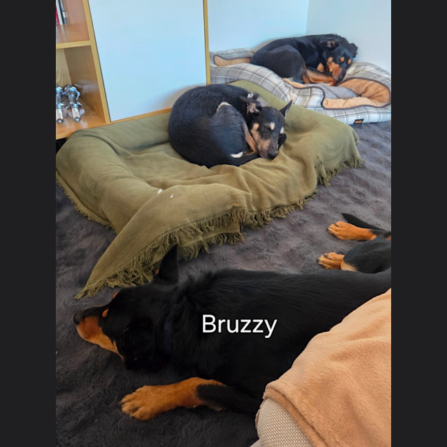 Photo of Bruzzy