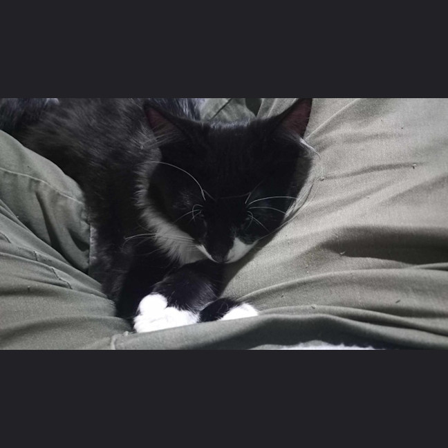 Photo of The Veggie Kittens