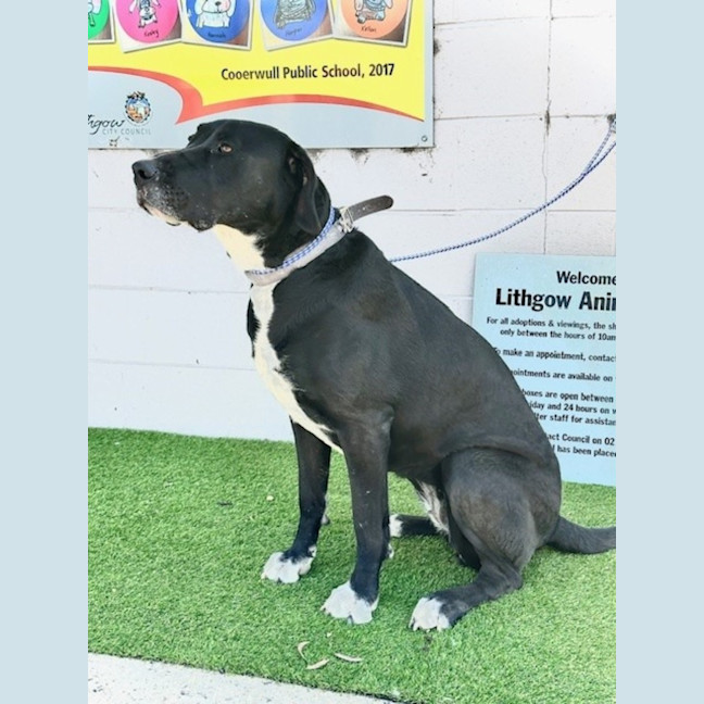 Photo of Luna