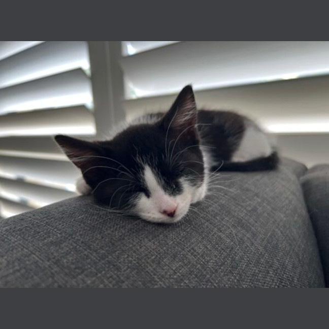 Photo of Xena And Smudge