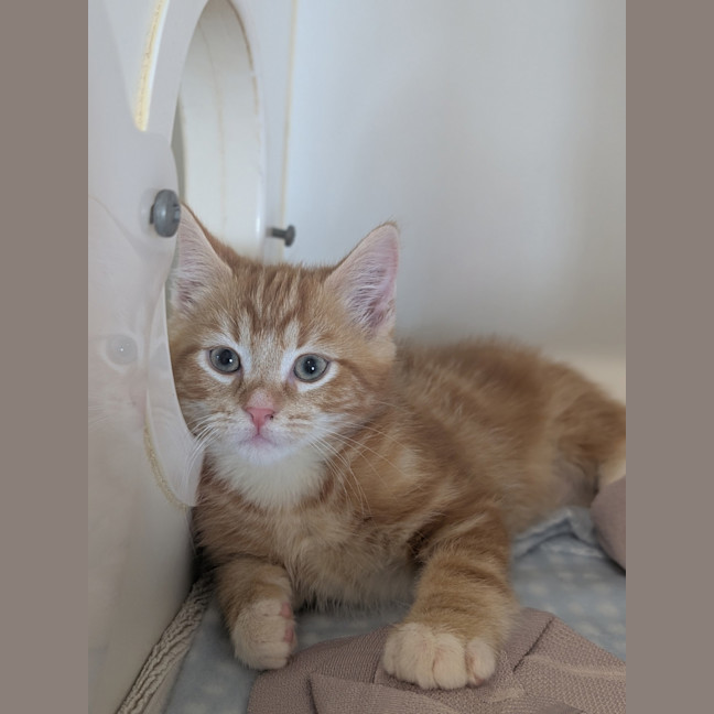Photo of Hessian