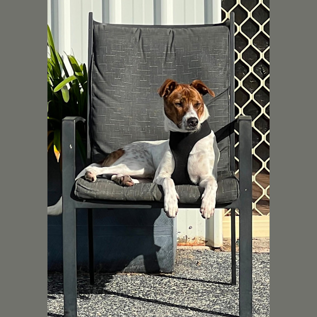 Photo of Milo   16 Month Old Jack Russell X Kelpie