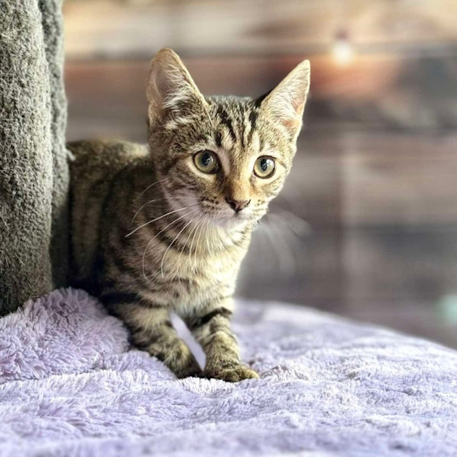 Photo of Buttercup   Meet Me At Ivanhoe East Vet Clinic