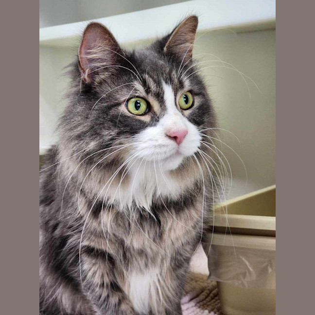 Photo of 🐯 Maximus 5389 🐯