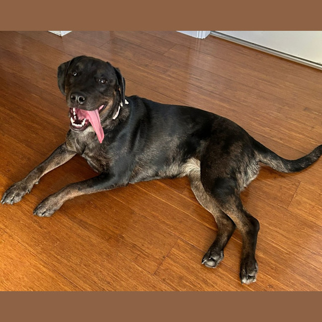 Photo of Charlotte 🌺 13 Month Old, Koolie X Labrador 