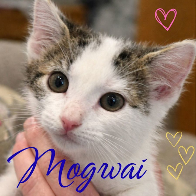 Photo of 🐾 Mogwai 🐾