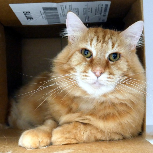 Photo of Frank Sta014285