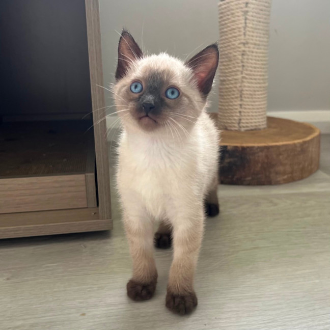 Photo of Nelson 🩵