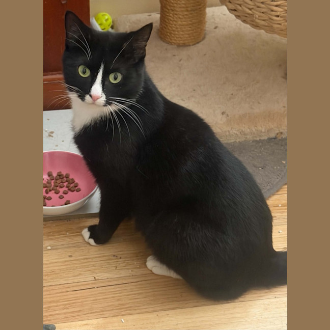 Photo of Maggie *9 Lives Project Rescue*